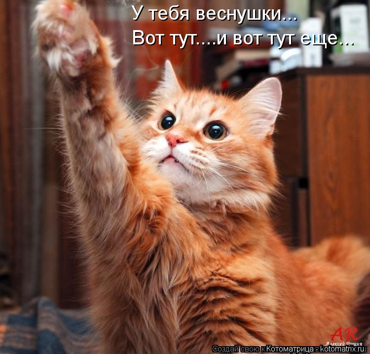 У тебя веснушки... Вот тут....и вот тут еще...... Котоматрица: У тебя веснушки... Вот тут....и вот тут еще...