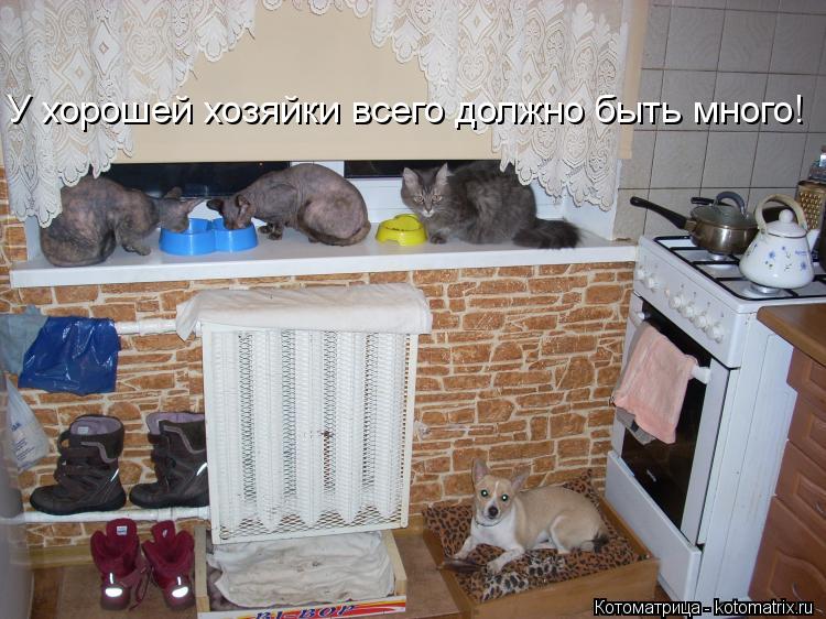 У хорошей хозяйки всего должно быть много!... Котоматрица: У хорошей хозяйки всего должно быть много!