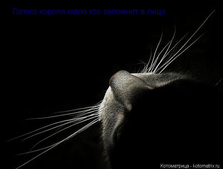 Голого короля мало кто запомнит в лицо... Котоматрица: Голого короля мало кто запомнит в лицо