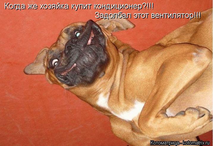 Когда же хозяйка купит кондиционер?!!! Задолбал этот вентилятор!!!... Котоматрица: Когда же хозяйка купит кондиционер?!!! Задолбал этот вентилятор!!!