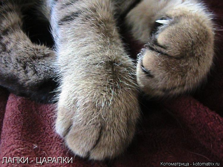 ЛАПКИ - ЦАРАПКИ... Котоматрица: ЛАПКИ - ЦАРАПКИ
