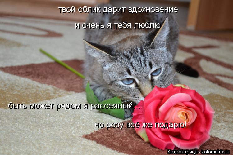 твой облик дарит вдохновение и очень я тебя люблю но розу всё же подарю! быть может рядом я рассеяный... Котоматрица: твой облик дарит вдохновение и очень я тебя люблю но розу всё же подарю! быть может рядом я рассеяный...
