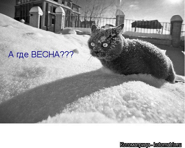 А где ВЕСНА???... Котоматрица: А где ВЕСНА???