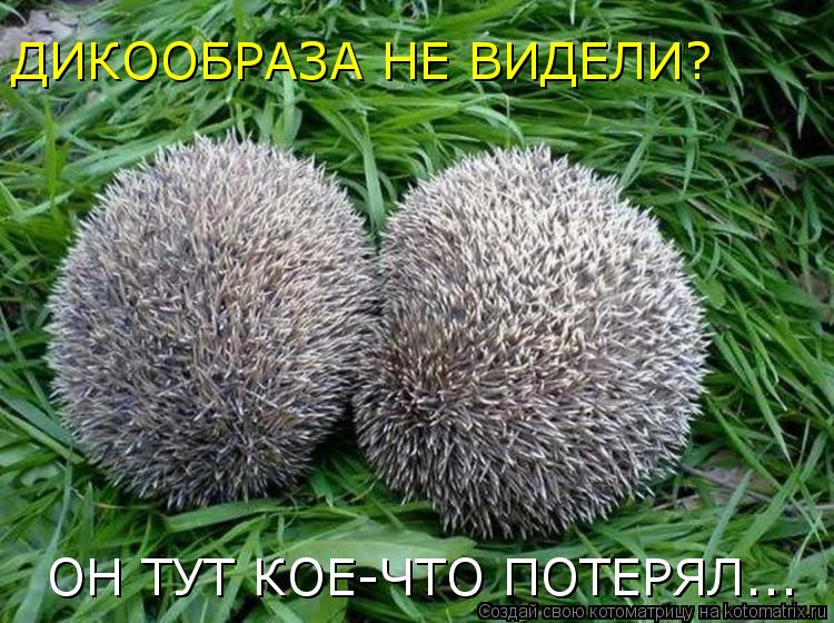 ДИКООБРАЗА НЕ ВИДЕЛИ? ОН ТУТ КОЕ-ЧТО ПОТЕРЯЛ...... Котоматрица: ДИКООБРАЗА НЕ ВИДЕЛИ? ОН ТУТ КОЕ-ЧТО ПОТЕРЯЛ...