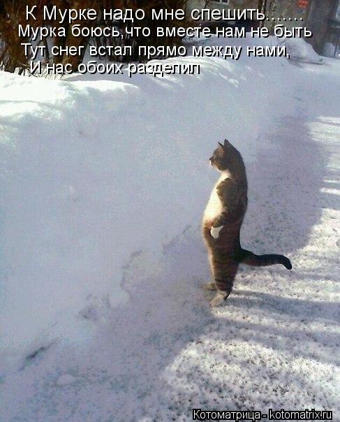 К Мурке надо мне спешить....... Мурка боюсь,что вместе нам не быть Тут снег встал прямо между нами, И... Котоматрица: К Мурке надо мне спешить....... Мурка боюсь,что вместе нам не быть Тут снег встал прямо между нами, И нас обоих разделил