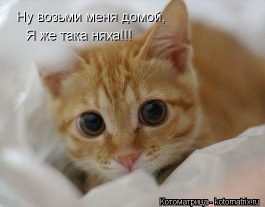 Ну возьми меня домой, Я же така няха!!!... Котоматрица: Ну возьми меня домой, Я же така няха!!!