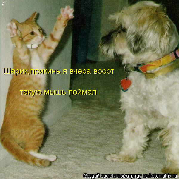 Шарик,прикинь,я вчера вооот такую мышь поймал... Котоматрица: Шарик,прикинь,я вчера вооот такую мышь поймал