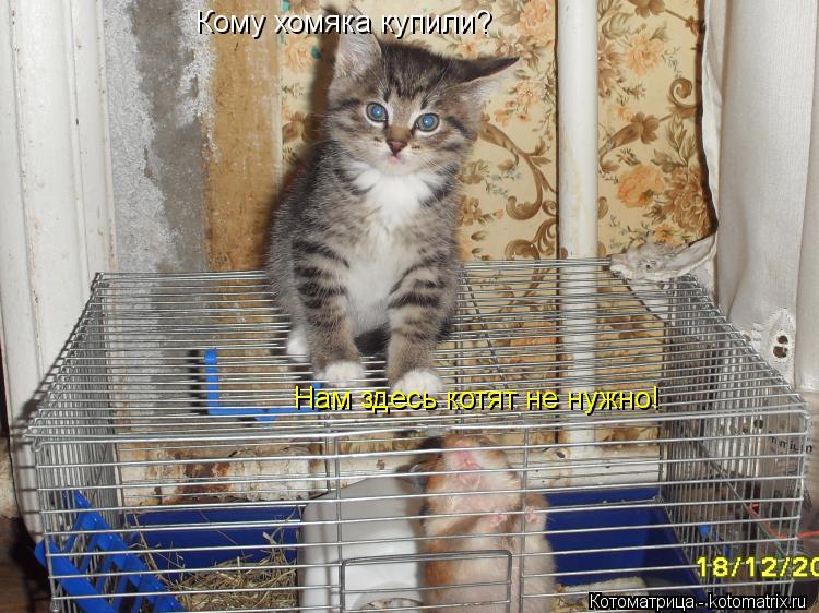 Кому хомяка купили? Нам здесь котят не нужно!... Котоматрица: Кому хомяка купили? Нам здесь котят не нужно!