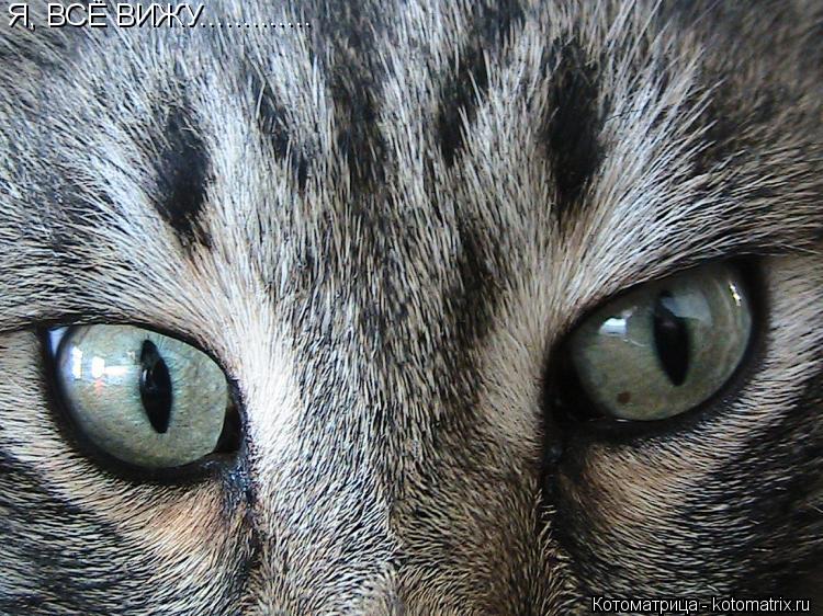 Я, ВСЁ ВИЖУ................ Котоматрица: Я, ВСЁ ВИЖУ.............
