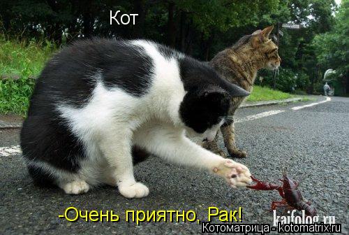 Кот -Очень приятно, Рак!... Котоматрица: Кот -Очень приятно, Рак!