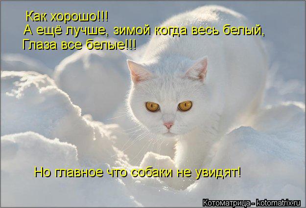 Как хорошо!!! А ещё лучше, зимой когда весь белый, Глаза все белые!!! Но главное что собаки не увидят... Котоматрица: Как хорошо!!! А ещё лучше, зимой когда весь белый, Глаза все белые!!! Но главное что собаки не увидят!
