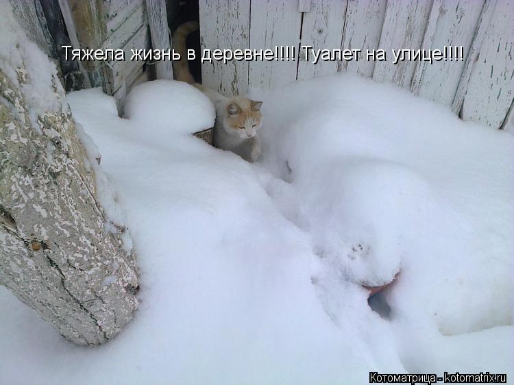 Тяжела жизнь в деревне!!!! Туалет на улице!!!!... Котоматрица: Тяжела жизнь в деревне!!!! Туалет на улице!!!!
