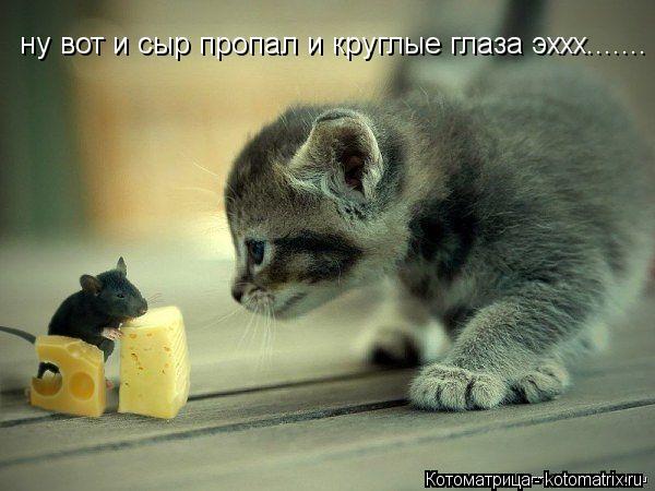 ну вот и сыр пропал и круглые глаза эххх.......... Котоматрица: ну вот и сыр пропал и круглые глаза эххх.......