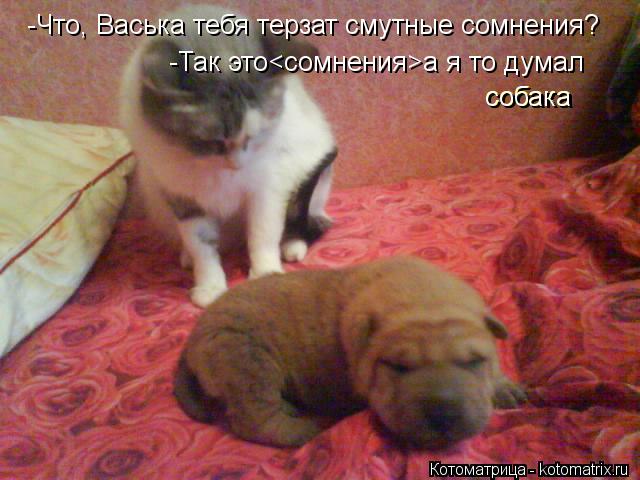 -Что, Васька тебя терзат смутные сомнения? -Так это<сомнения>а я то думал собака собака... Котоматрица: -Что, Васька тебя терзат смутные сомнения? -Так это<сомнения>а я то думал собака собака
