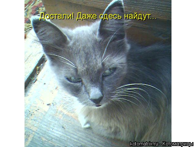 Достали! Даже сдесь найдут...... Котоматрица: Достали! Даже сдесь найдут...