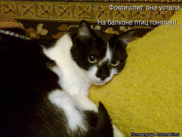 Фокси спит, она устала На балконе птиц гоняла!!!... Котоматрица: Фокси спит, она устала На балконе птиц гоняла!!!