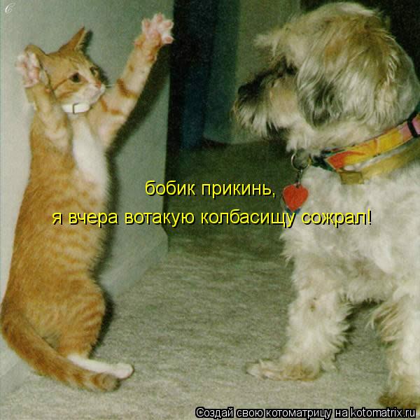 бобик прикинь, я вчера вотакую колбасищу сожрал!... Котоматрица: бобик прикинь, я вчера вотакую колбасищу сожрал!
