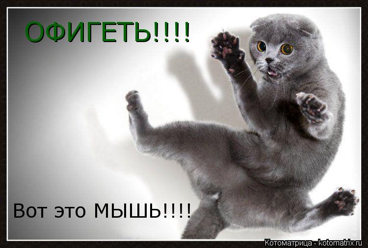 ОФИГЕТЬ!!!! Вот это МЫШЬ!!!!... Котоматрица: ОФИГЕТЬ!!!! Вот это МЫШЬ!!!!