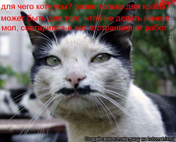 для чего коту усы? разве только для красы? может быть для того, чтоб не делать ничего мол, состарился... Котоматрица: для чего коту усы? разве только для красы? может быть для того, чтоб не делать ничего мол, состарился-и вот отстранили от работ
