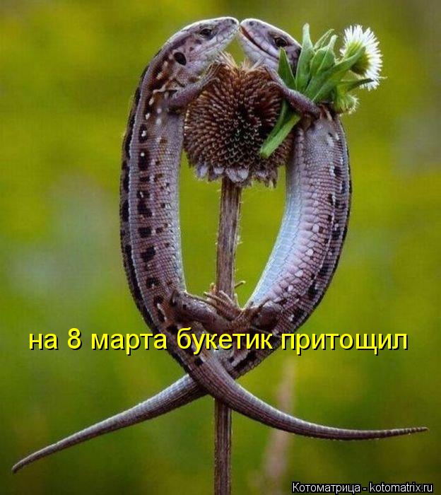 на 8 марта букетик притощил... Котоматрица: на 8 марта букетик притощил