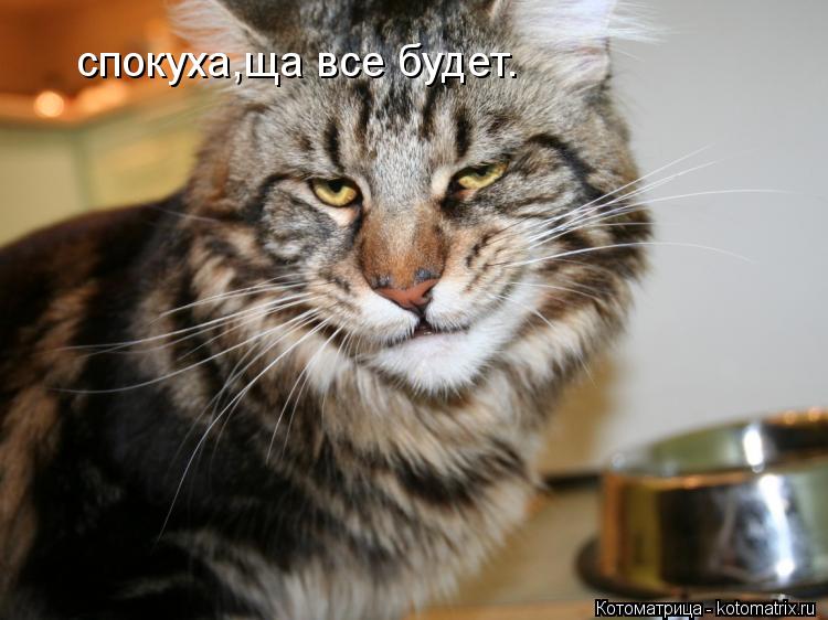 спокуха,ща все будет.... Котоматрица: спокуха,ща все будет.