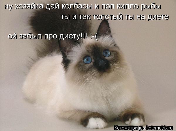 ну хозяйка дай колбасы и пол килло рыбы ты и так толстый ты на диете ой забыл про диету!!! :-(... Котоматрица: ну хозяйка дай колбасы и пол килло рыбы ты и так толстый ты на диете ой забыл про диету!!! :-(