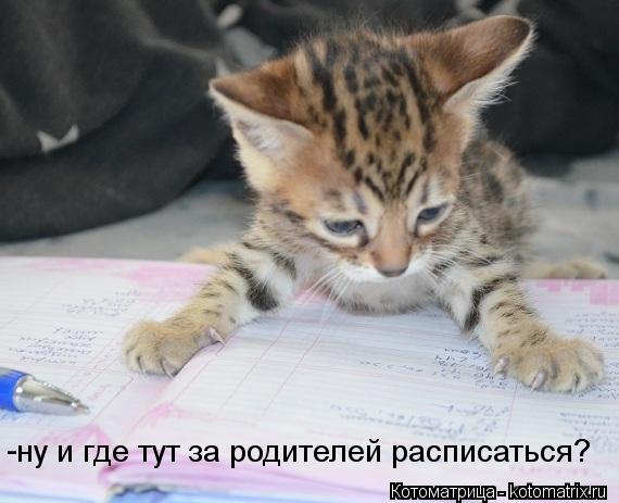 ну и где тут за родителей расписаться? -... Котоматрица: ну и где тут за родителей расписаться? -