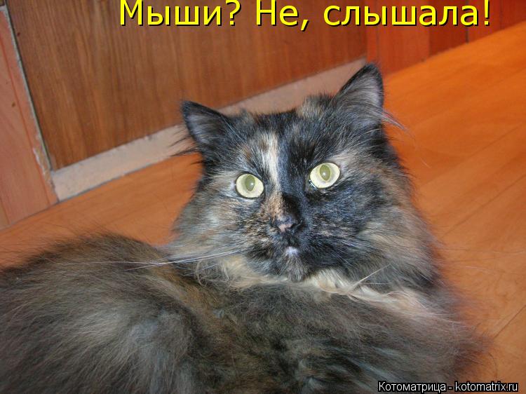 Мыши? Не, слышала!... Котоматрица: Мыши? Не, слышала!