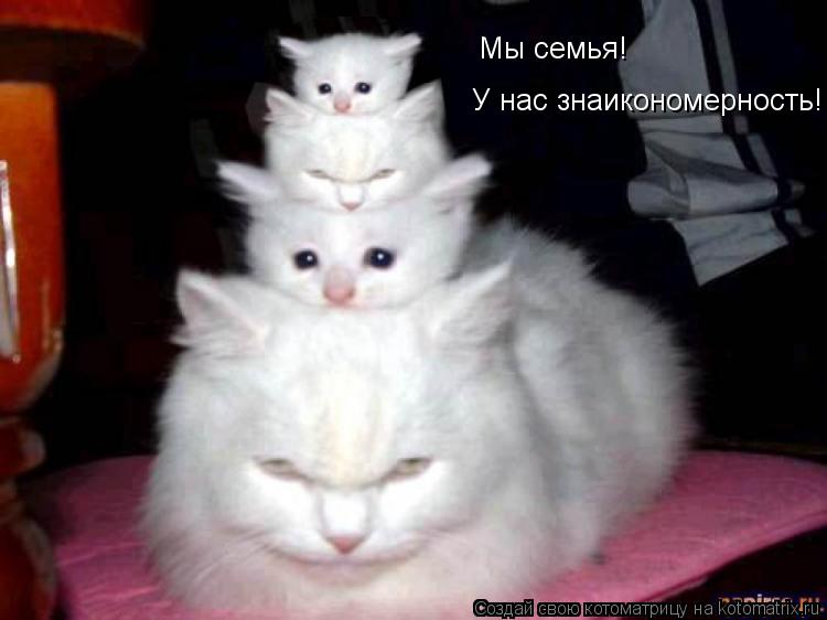 Мы семья! У нас знаикономерность!... Котоматрица: Мы семья! У нас знаикономерность!
