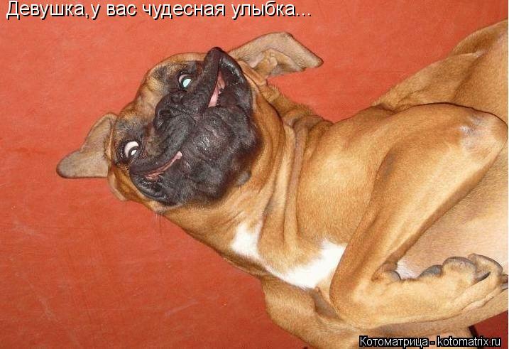 Девушка,у вас чудесная улыбка...... Котоматрица: Девушка,у вас чудесная улыбка...
