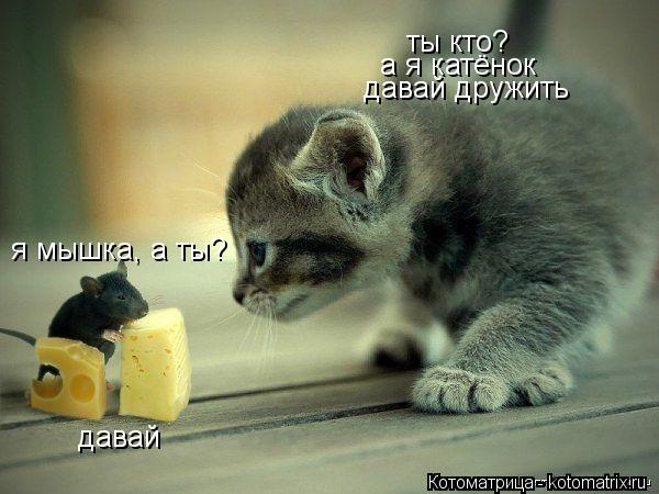 ты кто? я мышка, а ты? а я катёнок давай дружить давай... Котоматрица: ты кто? я мышка, а ты? а я катёнок давай дружить давай