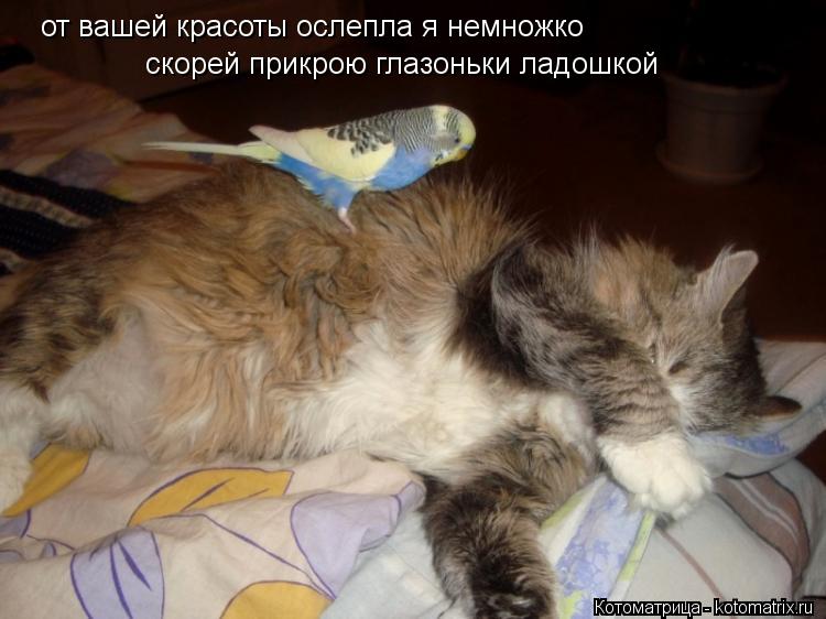 от вашей красоты ослепла я немножко скорей прикрою глазоньки ладошкой... Котоматрица: от вашей красоты ослепла я немножко скорей прикрою глазоньки ладошкой