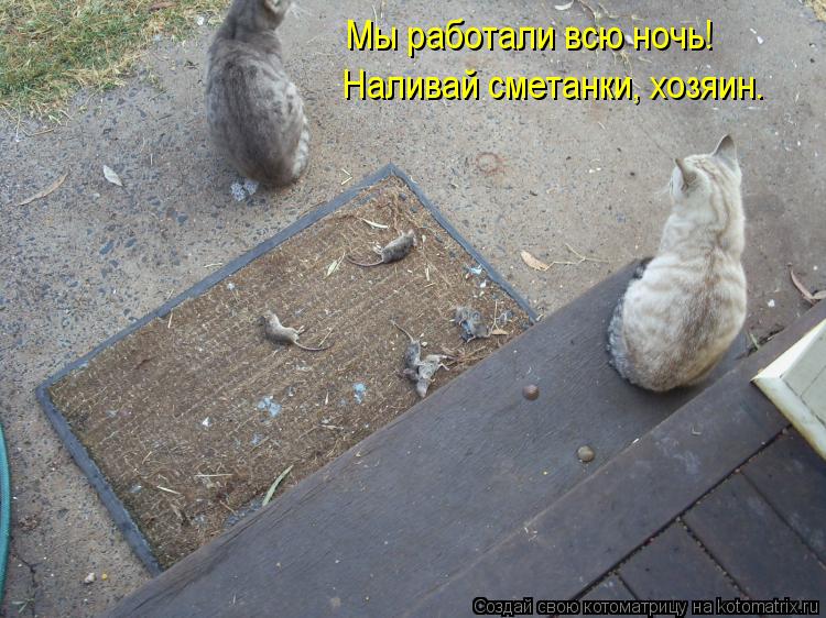 Мы работали всю ночь! Наливай сметанки, хозяин.... Котоматрица: Мы работали всю ночь! Наливай сметанки, хозяин.