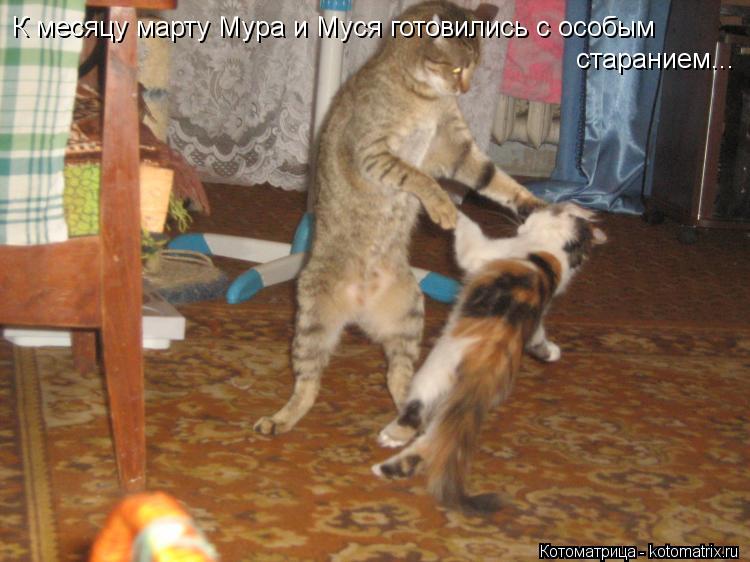 К месяцу марту Мура и Муся готовились с особым старанием...... Котоматрица: К месяцу марту Мура и Муся готовились с особым старанием...