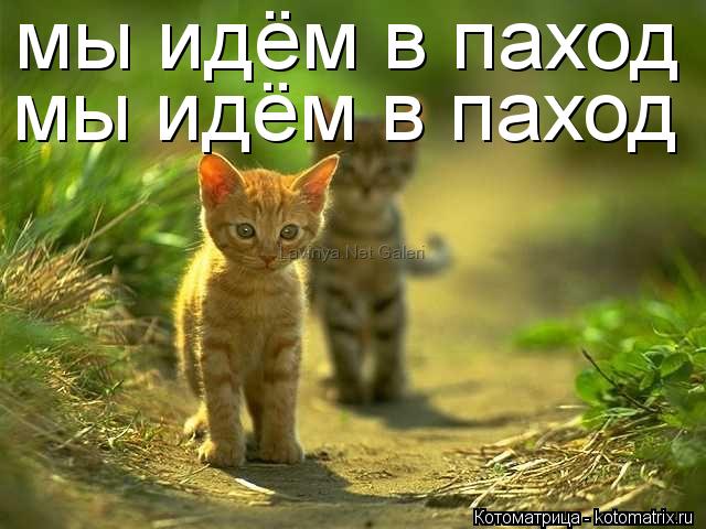 мы идём в паход мы идём в паход... Котоматрица: мы идём в паход мы идём в паход
