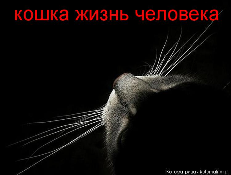 кошка жизнь человека... Котоматрица: кошка жизнь человека