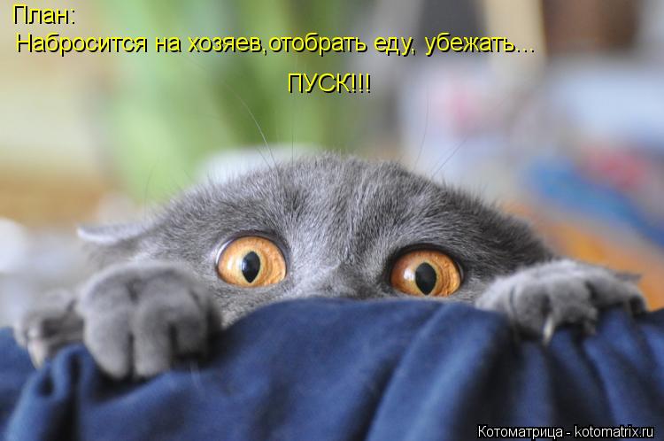 Котоматрица: План: Набросится на хозяев,отобрать еду, убежать... ПУСК!!!