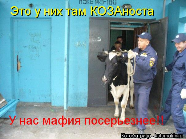 Это у них там КОЗАноста У нас мафия посерьезнее!!... Котоматрица: Это у них там КОЗАноста У нас мафия посерьезнее!!