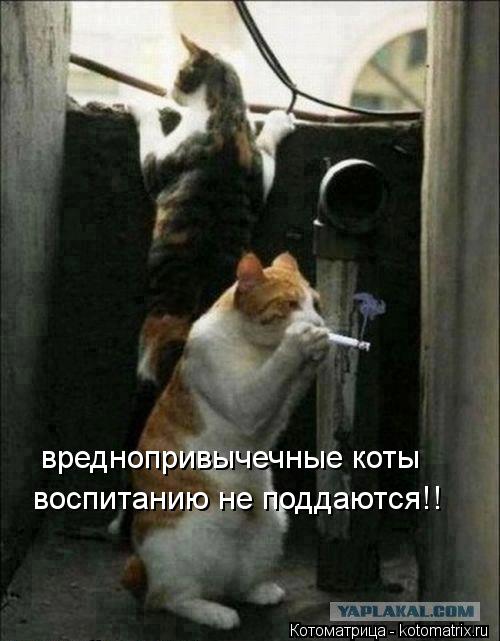 вреднопривычечные коты воспитанию не поддаются!!... Котоматрица: вреднопривычечные коты воспитанию не поддаются!!