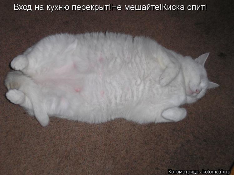 Вход на кухню перекрыт!Не мешайте!Киска спит!... Котоматрица: Вход на кухню перекрыт!Не мешайте!Киска спит!
