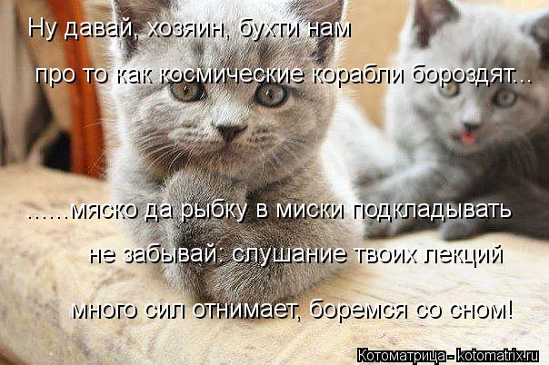 Ну давай, хозяин, бухти нам про то как космические корабли бороздят... ......мяско да рыбку в миски п... Котоматрица: Ну давай, хозяин, бухти нам про то как космические корабли бороздят... ......мяско да рыбку в миски подкладывать не забывай: слушание твоих лекц