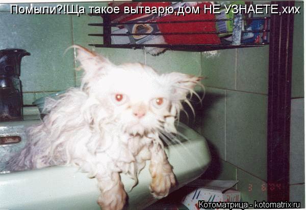 Помыли?!Ща такое вытварю,дом НЕ УЗНАЕТЕ,хих... Котоматрица: Помыли?!Ща такое вытварю,дом НЕ УЗНАЕТЕ,хих