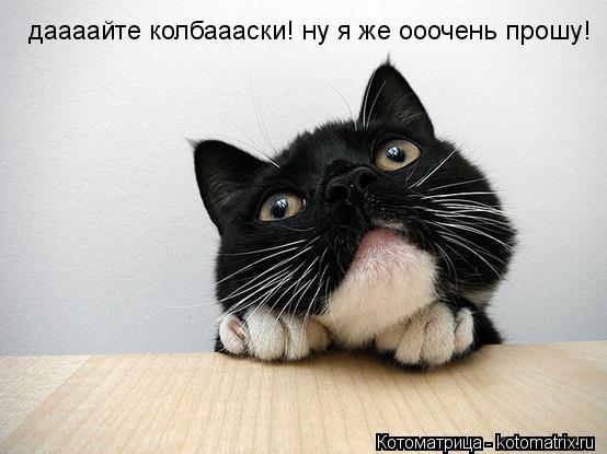 даааайте колбаааски! ну я же ооочень прошу!... Котоматрица: даааайте колбаааски! ну я же ооочень прошу!