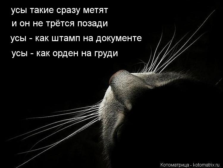 усы такие сразу метят и он не трётся позади усы - как штамп на документе усы - как орден на груди... Котоматрица: усы такие сразу метят и он не трётся позади усы - как штамп на документе усы - как орден на груди