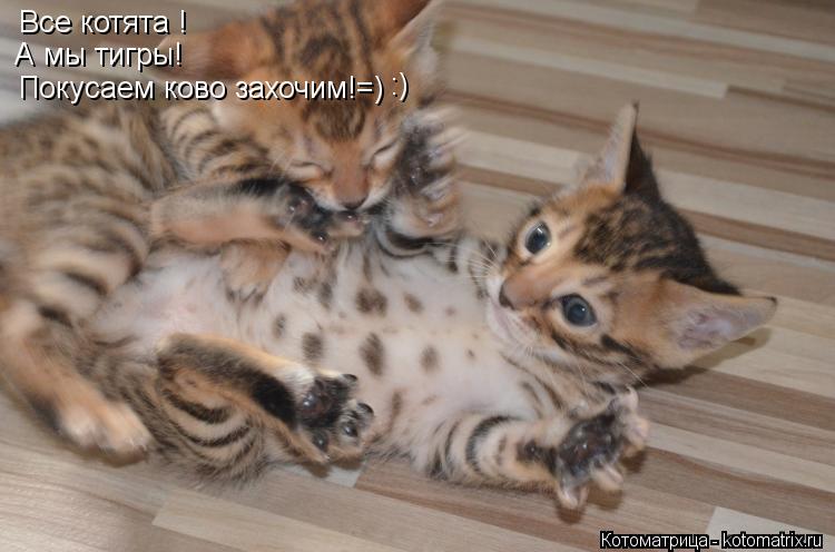 Все котята ! А мы тигры! Покусаем ково захочим!=) :)... Котоматрица: Все котята ! А мы тигры! Покусаем ково захочим!=) :)