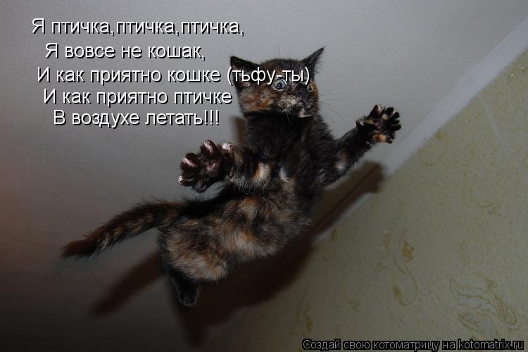 Я птичка,птичка,птичка, Я вовсе не кошак, И как приятно кошке (тьфу-ты) И как приятно птичке В воздух... Котоматрица: Я птичка,птичка,птичка, Я вовсе не кошак, И как приятно кошке (тьфу-ты) И как приятно птичке В воздухе летать!!!