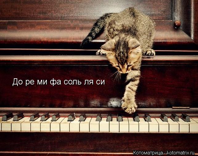 До ре ми фа соль ля си... Котоматрица: До ре ми фа соль ля си