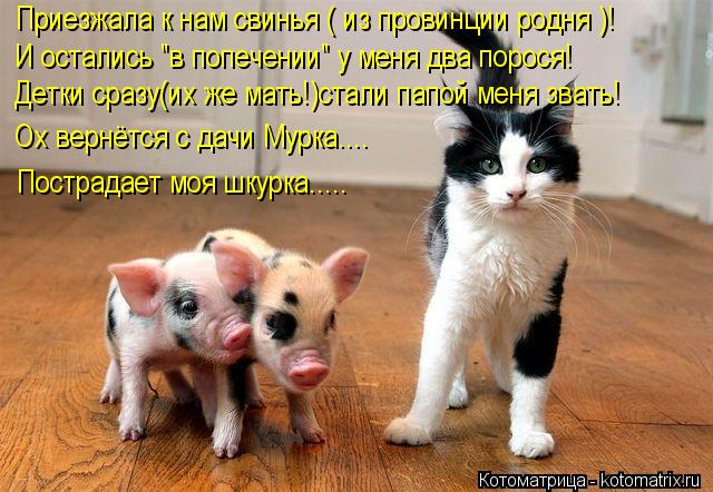 Приезжала к нам свинья ( из провинции родня )! И остались "в попечении" у меня два порося! Детки сраз... Котоматрица: Приезжала к нам свинья ( из провинции родня )! И остались "в попечении" у меня два порося! Детки сразу(их же мать!)стали папой меня звать! Ох вер