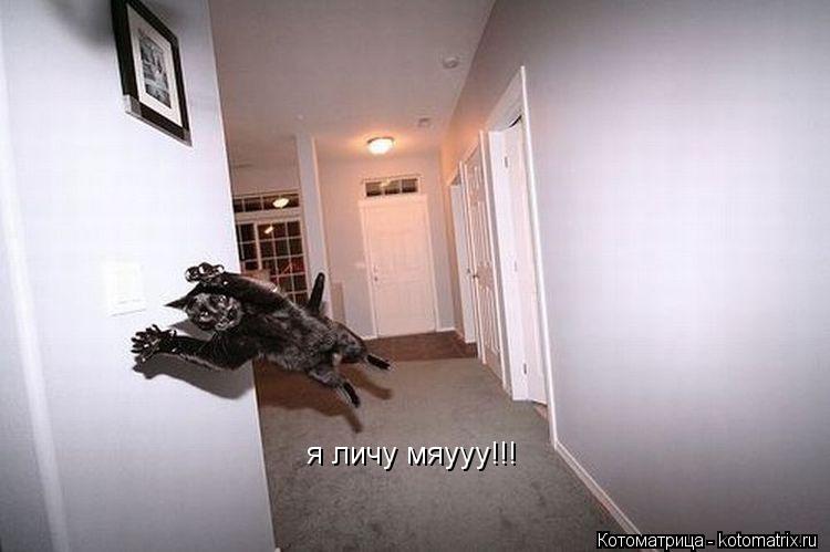 я личу мяууу!!!... Котоматрица: я личу мяууу!!!
