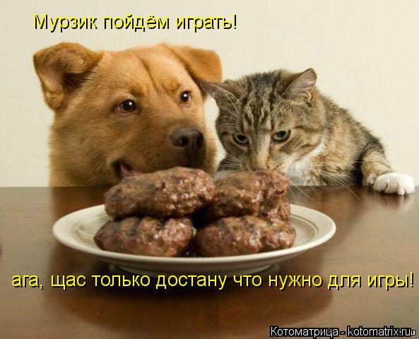 Мурзик пойдём играть! ага, щас только достану что нужно для игры!... Котоматрица: Мурзик пойдём играть! ага, щас только достану что нужно для игры!